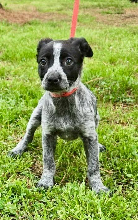 Enlarge Jazzy, an adopted mixed breed in Westport, MA image 3/4