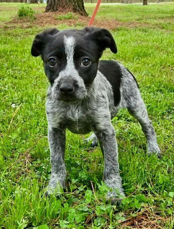 Enlarge Jazzy, an adopted mixed breed in Westport, MA image 1/4