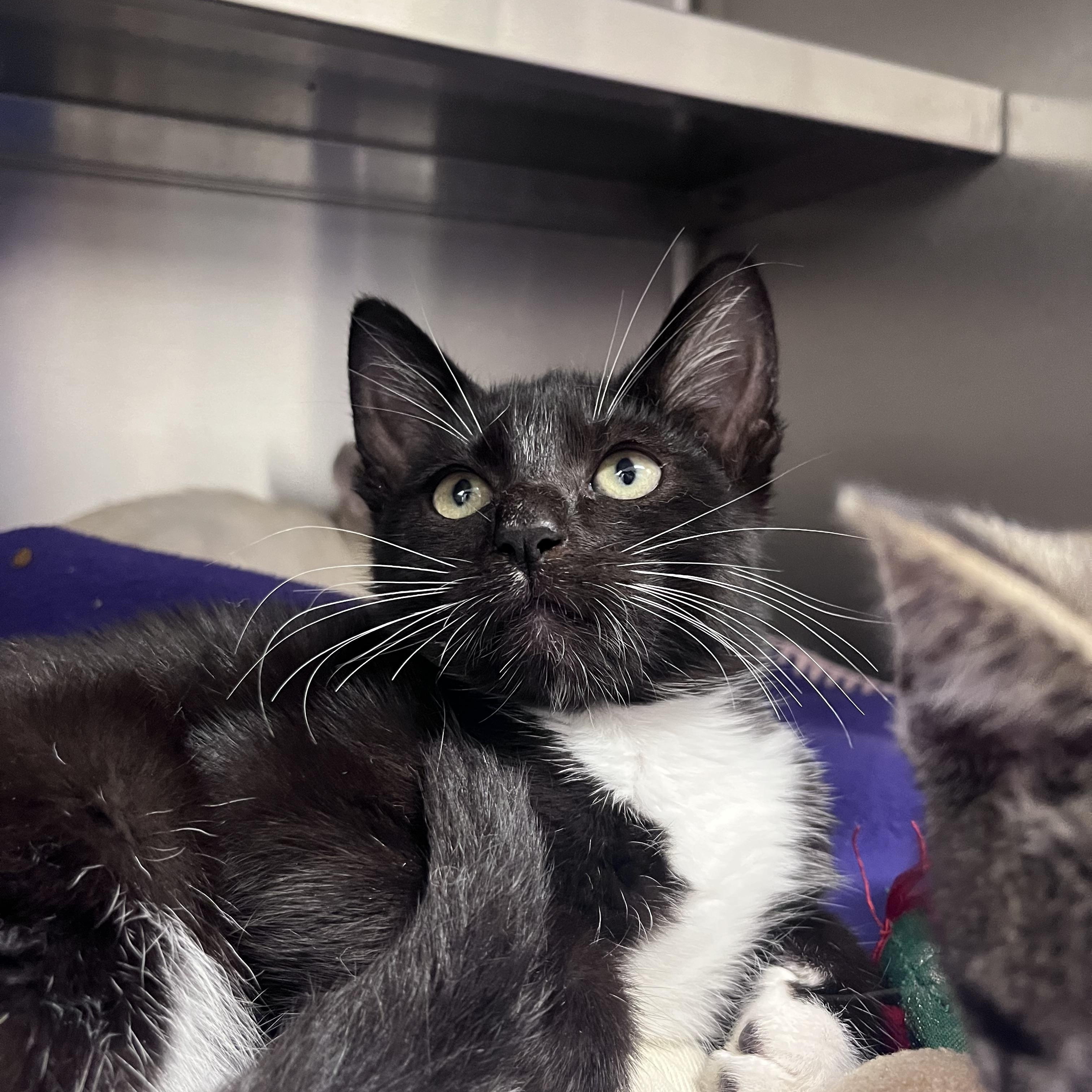 RJ, an adopted Domestic Short Hair in Liberty, MO image 2/3