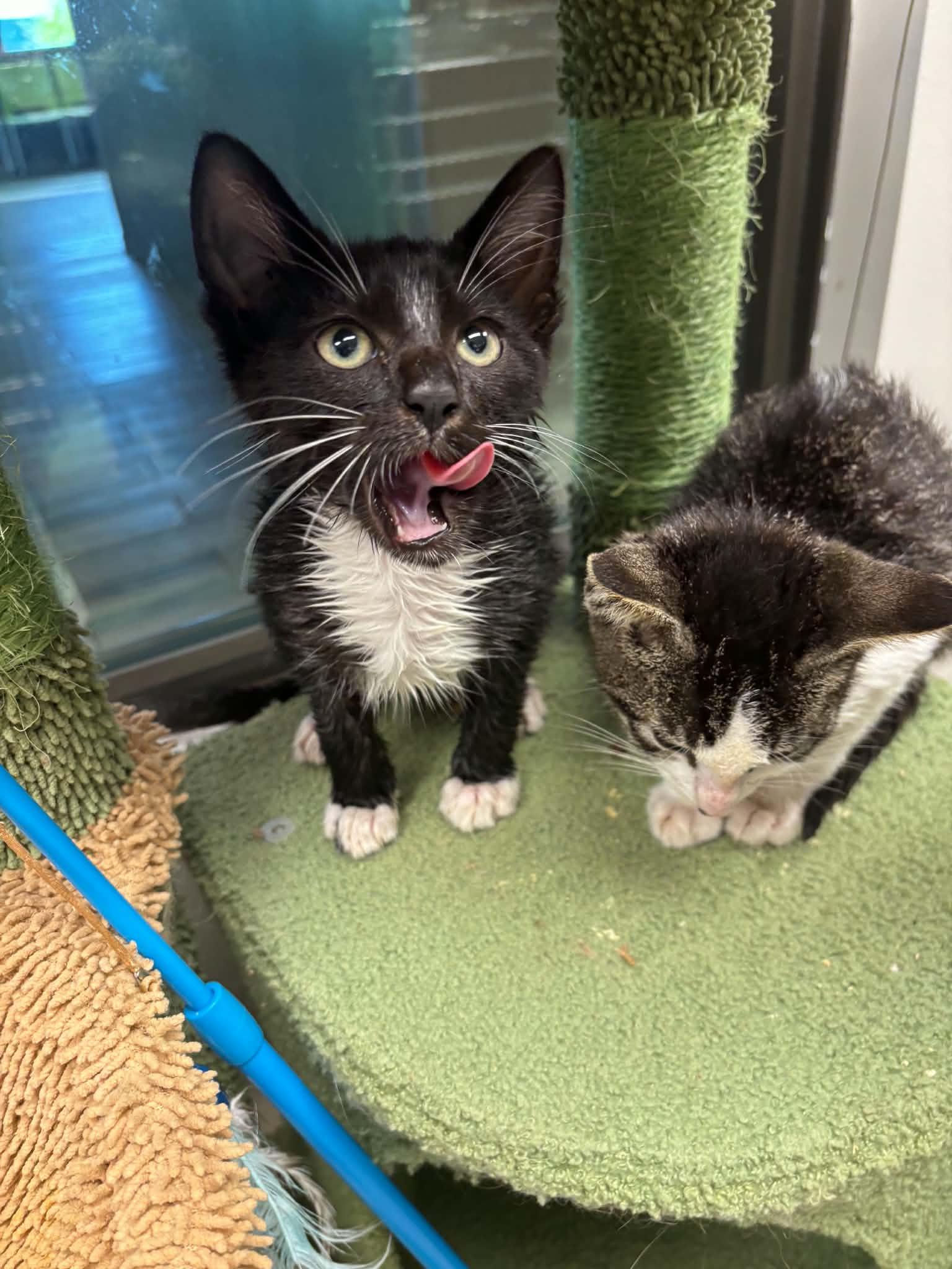 RJ, an adopted Domestic Short Hair in Liberty, MO image 3/3