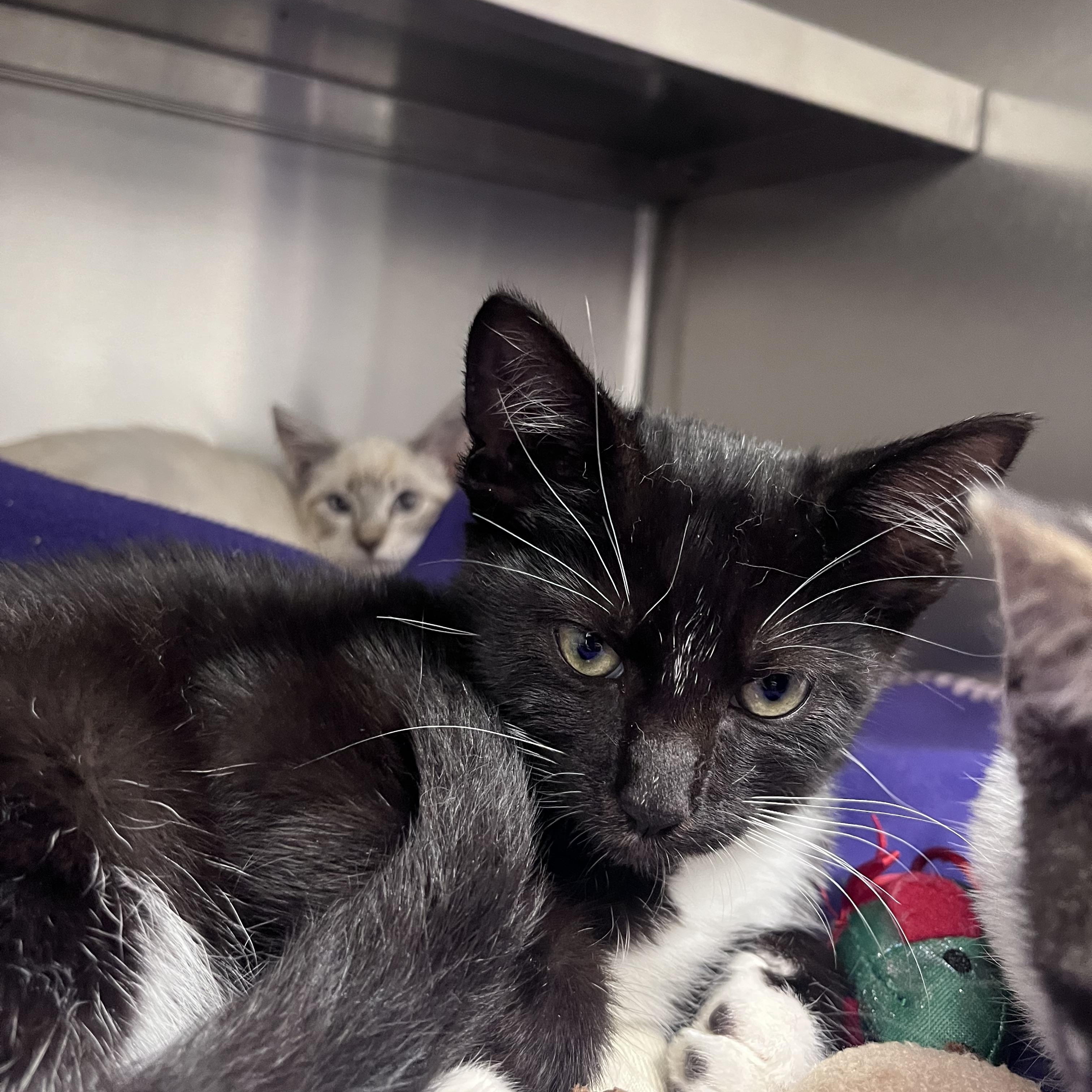 RJ, adopted, Young Male Domestic Short Hair.