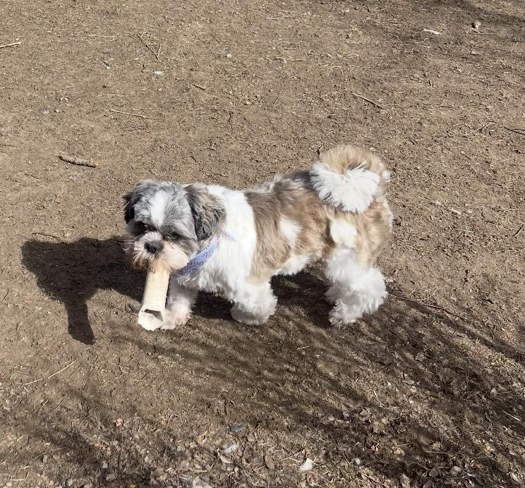 Enlarge Halo, a Adoptable Shih Tzu in Boulder, CO image 2/6