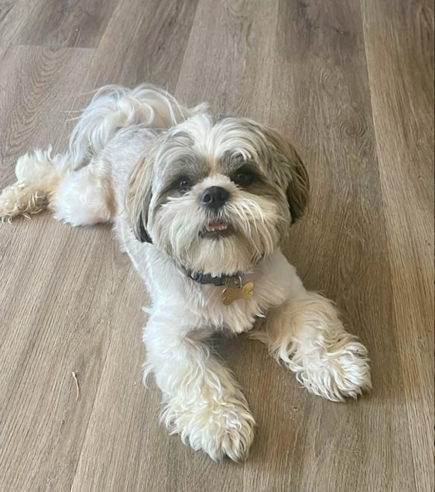 Enlarge Halo, a Adoptable Shih Tzu in Boulder, CO image 3/6