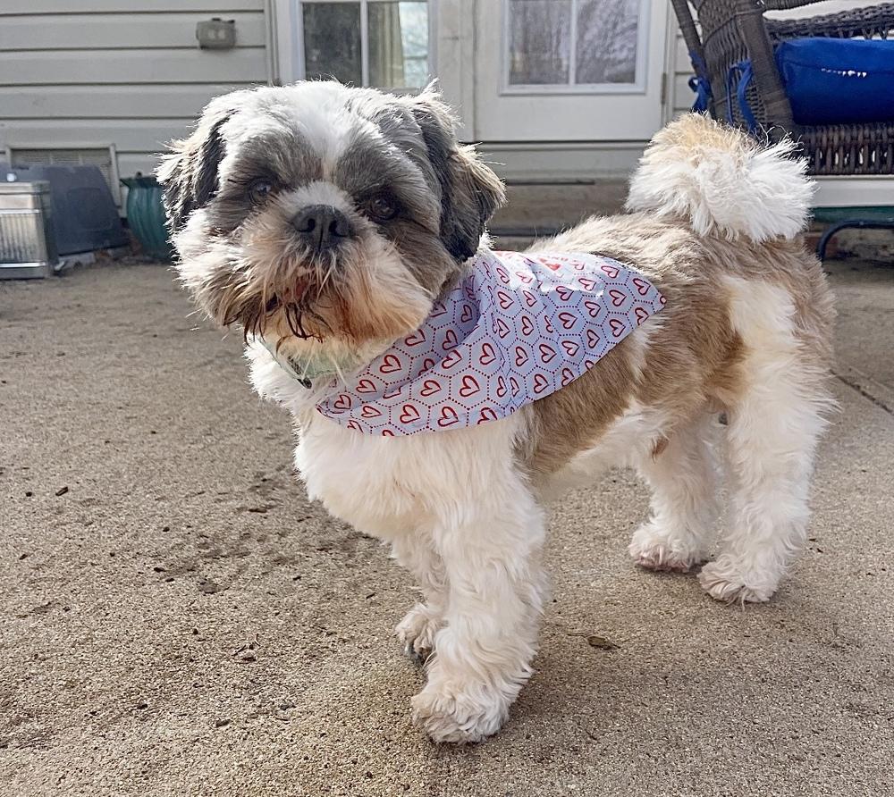 Enlarge Halo, a Adoptable Shih Tzu in Boulder, CO image 4/6