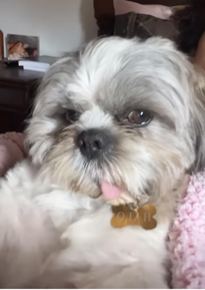 Enlarge Halo, a Adoptable Shih Tzu in Boulder, CO image 5/6