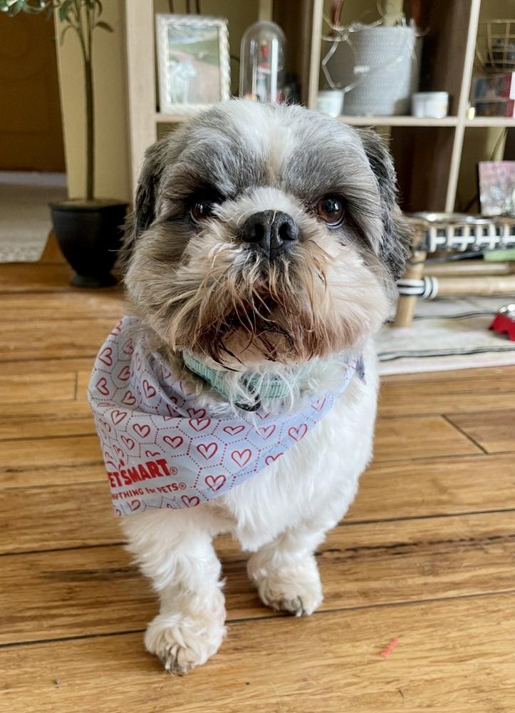Enlarge Halo, a Adoptable Shih Tzu in Boulder, CO image 6/6