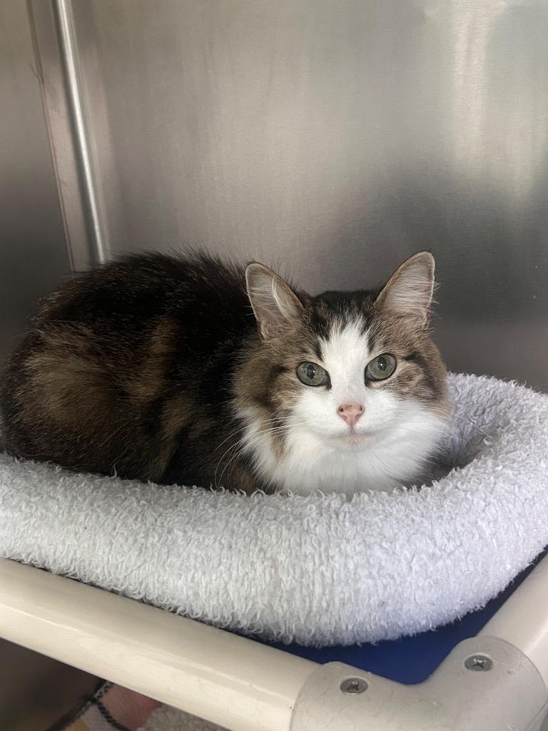 Enlarge Lola, a Adoptable mixed breed in Albion, NY image 1/2