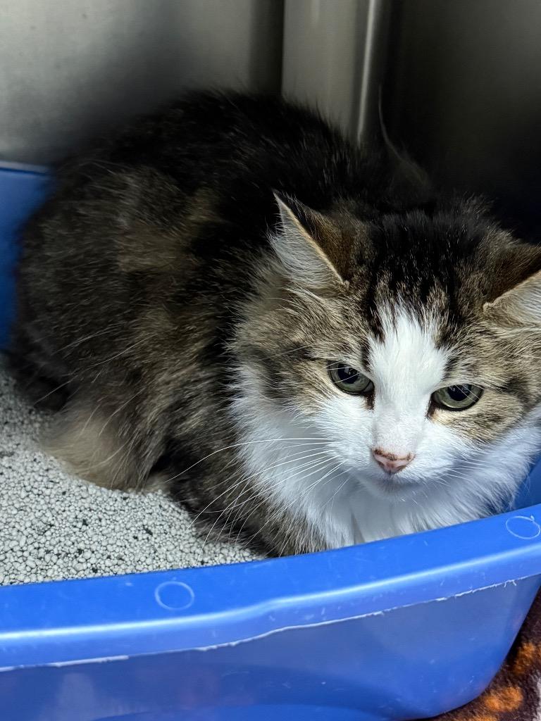 Enlarge Lola, a Adoptable mixed breed in Albion, NY image 2/2