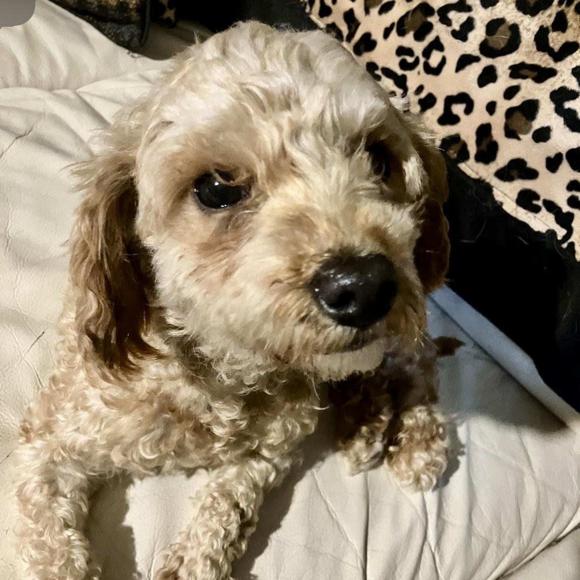 Isla, an adopted mixed breed in Rochester, NY image 3/4