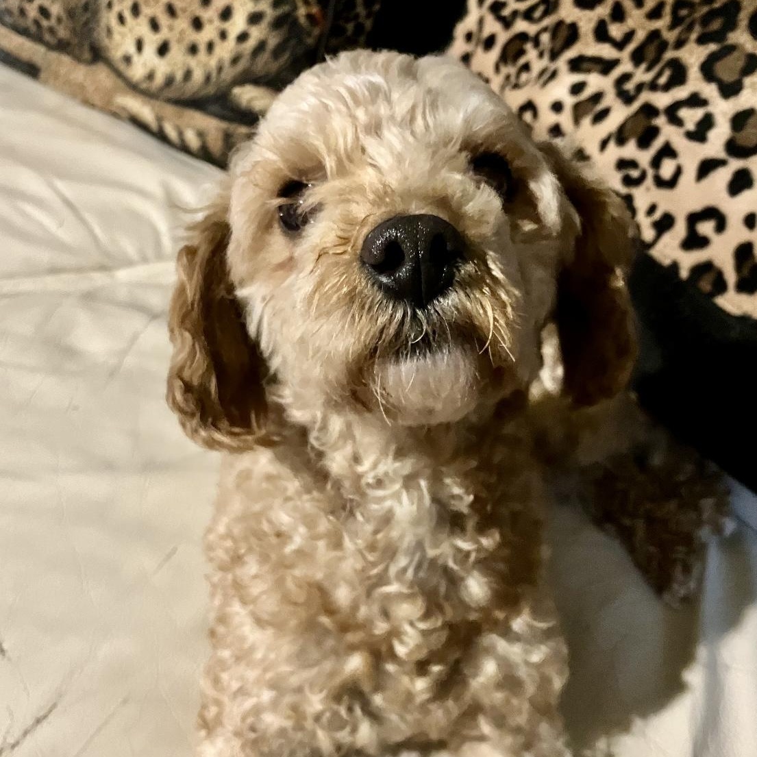Isla, adopted, Adult Female Miniature Poodle.