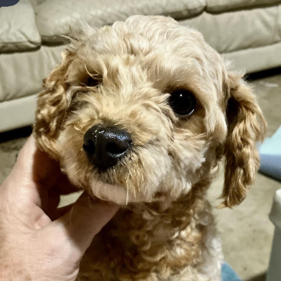 Isla, an adopted mixed breed in Rochester, NY image 2/4