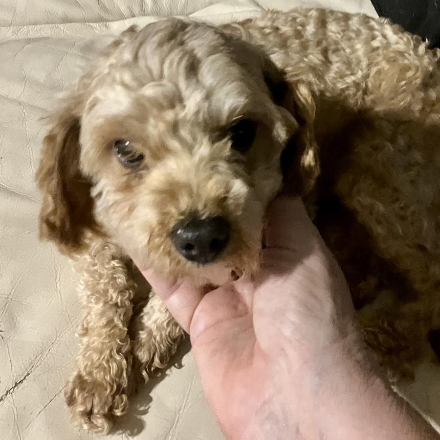 Isla, an adopted mixed breed in Rochester, NY image 4/4