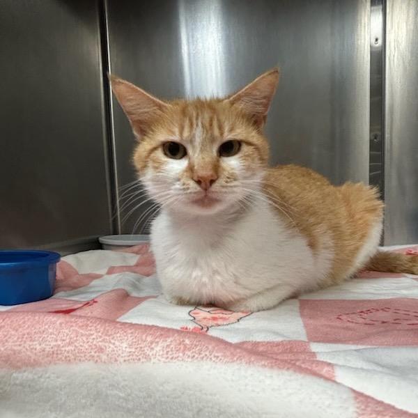 Mother Hubbard, Adoptable, Adult Female Domestic Short Hair.