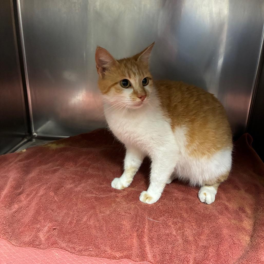 Enlarge Mother Hubbard, a Adoptable Domestic Short Hair in Bryan, TX image 2/2