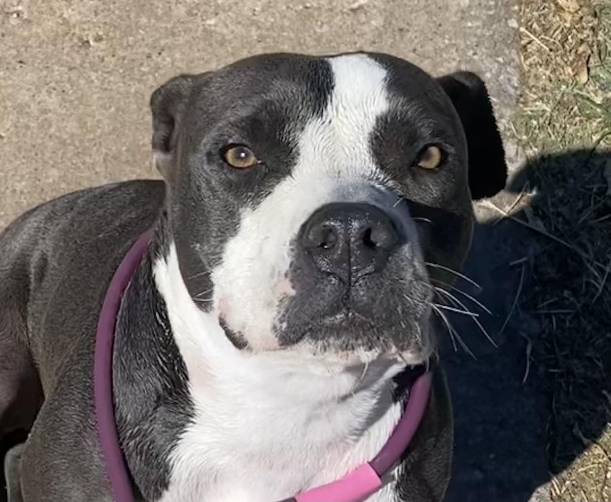 Enlarge Lulu, an adopted mixed breed in Oklahoma City, OK image 1/2