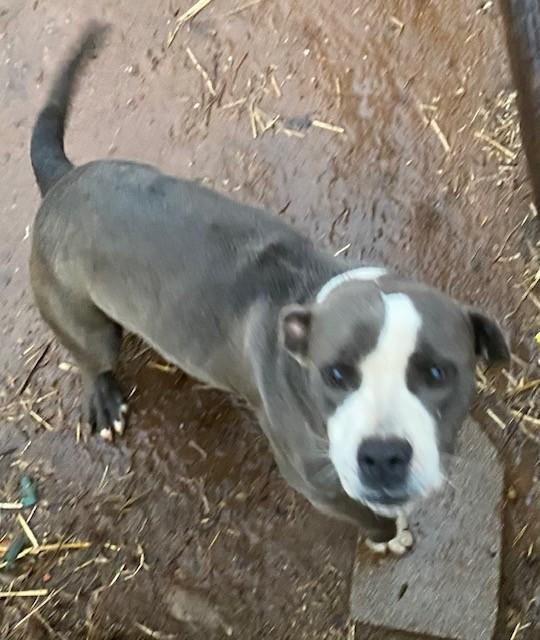 Enlarge Lulu, an adopted mixed breed in Oklahoma City, OK image 2/2