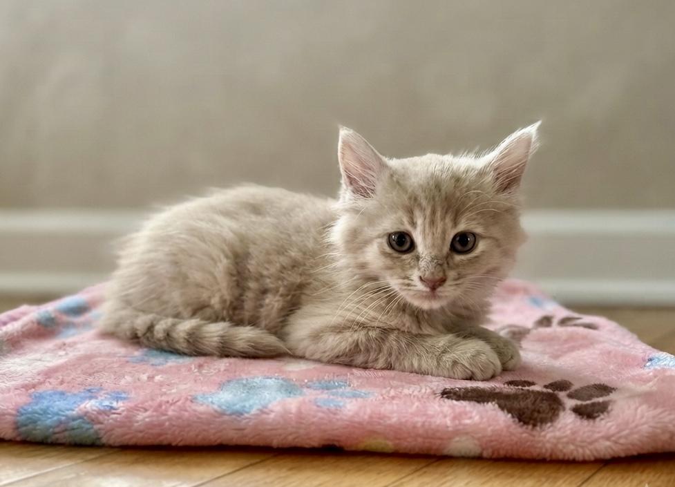 Waffles, an adopted Domestic Long Hair in Johnson City, TN image 2/3