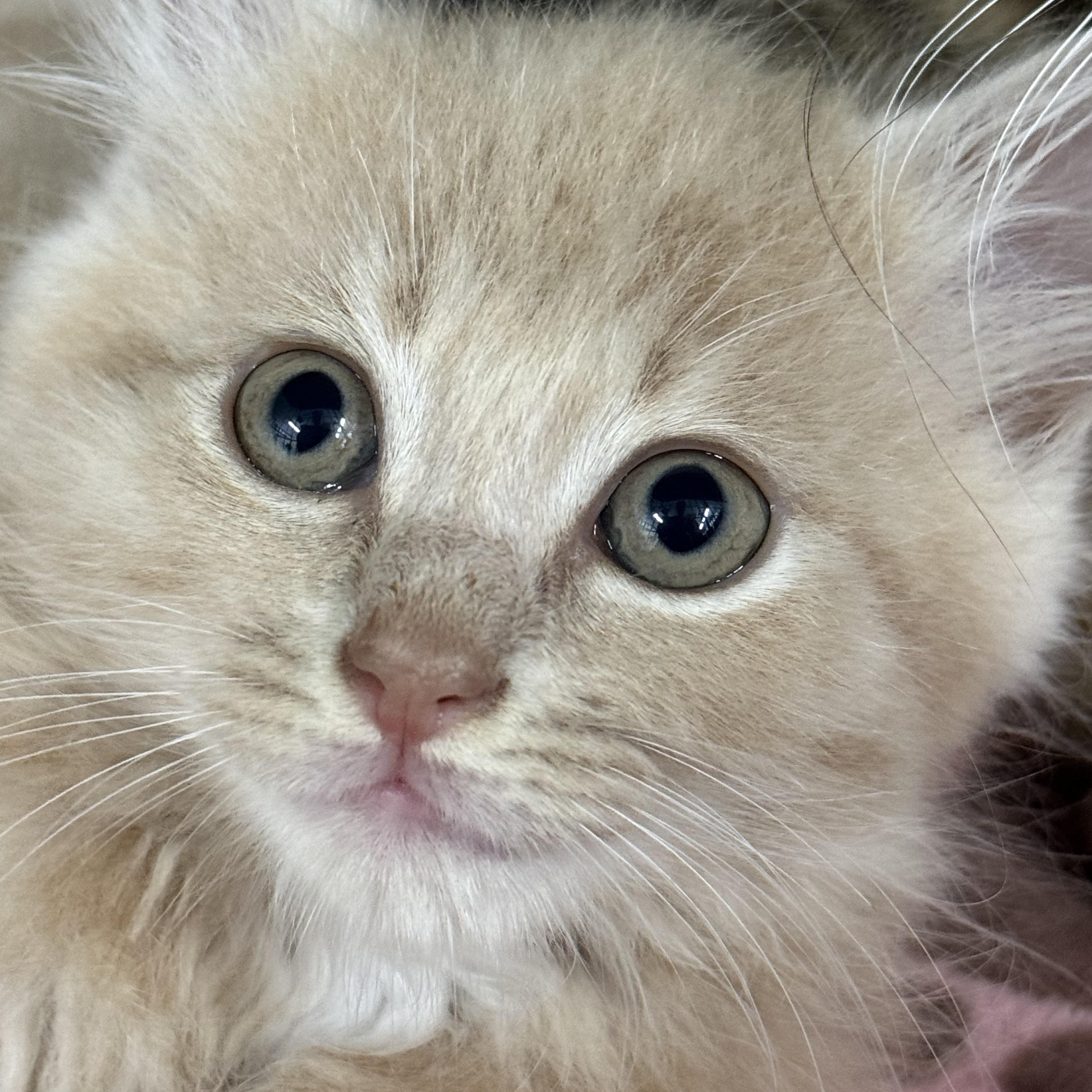 Waffles, an adopted Domestic Long Hair in Johnson City, TN image 3/3