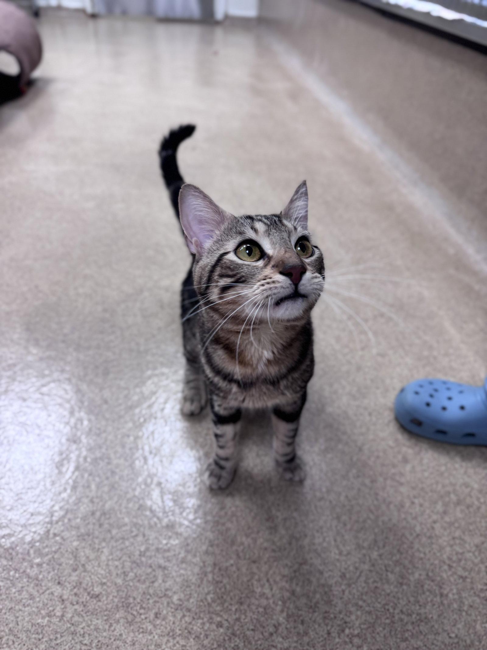 Enlarge Smokey-pending, a Adopted Domestic Short Hair in Brick, NJ image 1/3