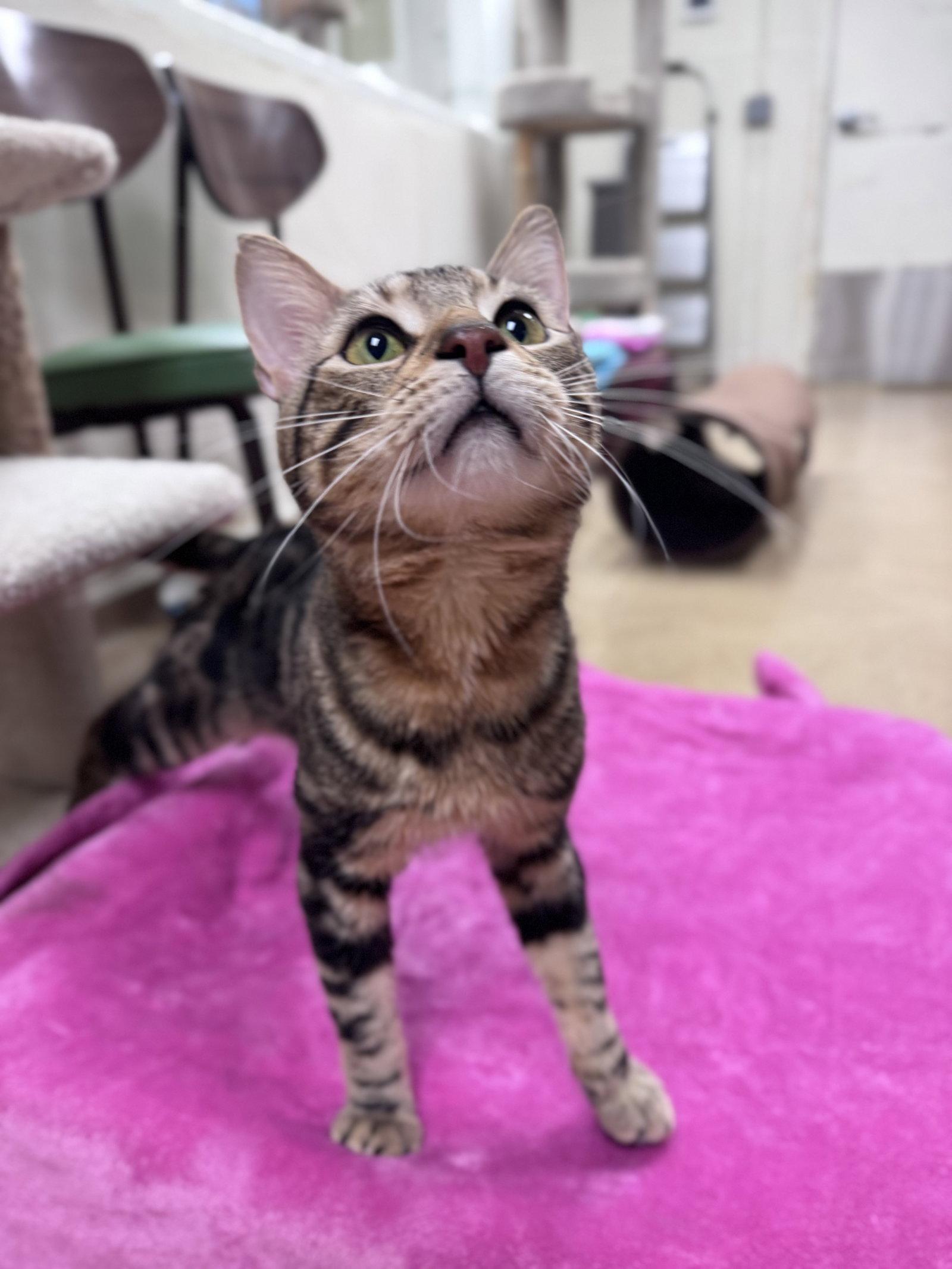 Enlarge Smokey-pending, a Adopted Domestic Short Hair in Brick, NJ image 2/3
