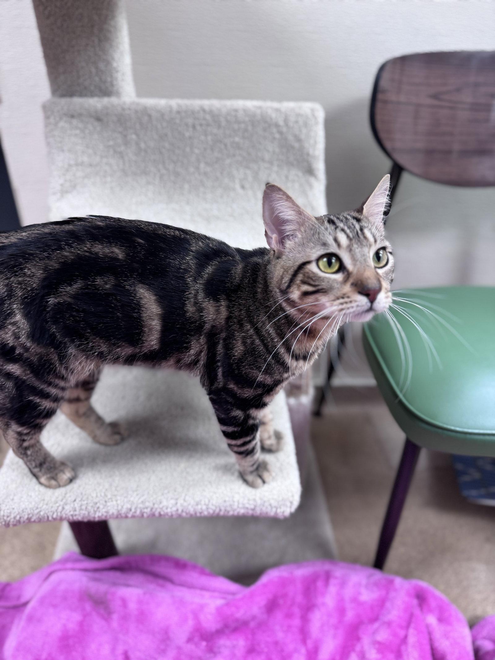 Enlarge Smokey-pending, a Adopted Domestic Short Hair in Brick, NJ image 3/3