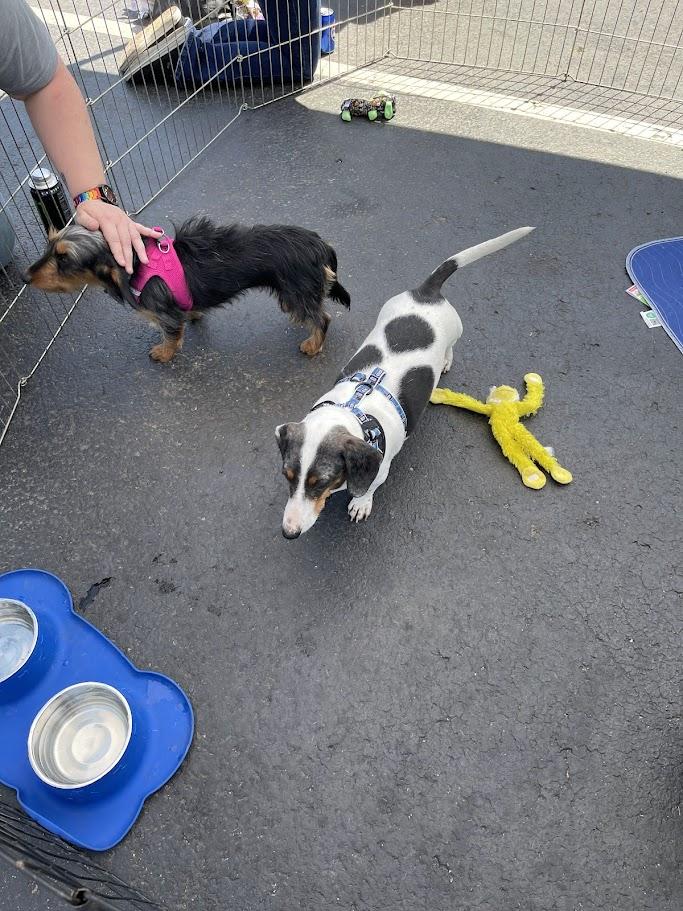 Vinny, a Adoptable Dachshund in Leavenworth, KS image 3/4