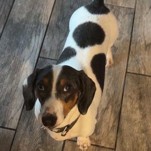 Vinny, a Adoptable Dachshund in Leavenworth, KS image 1/4
