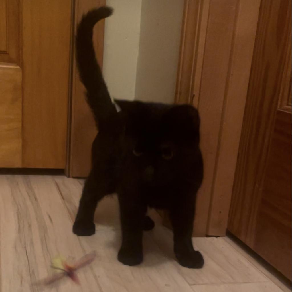 Dakota, Adoptable, Adult Male Domestic Short Hair.