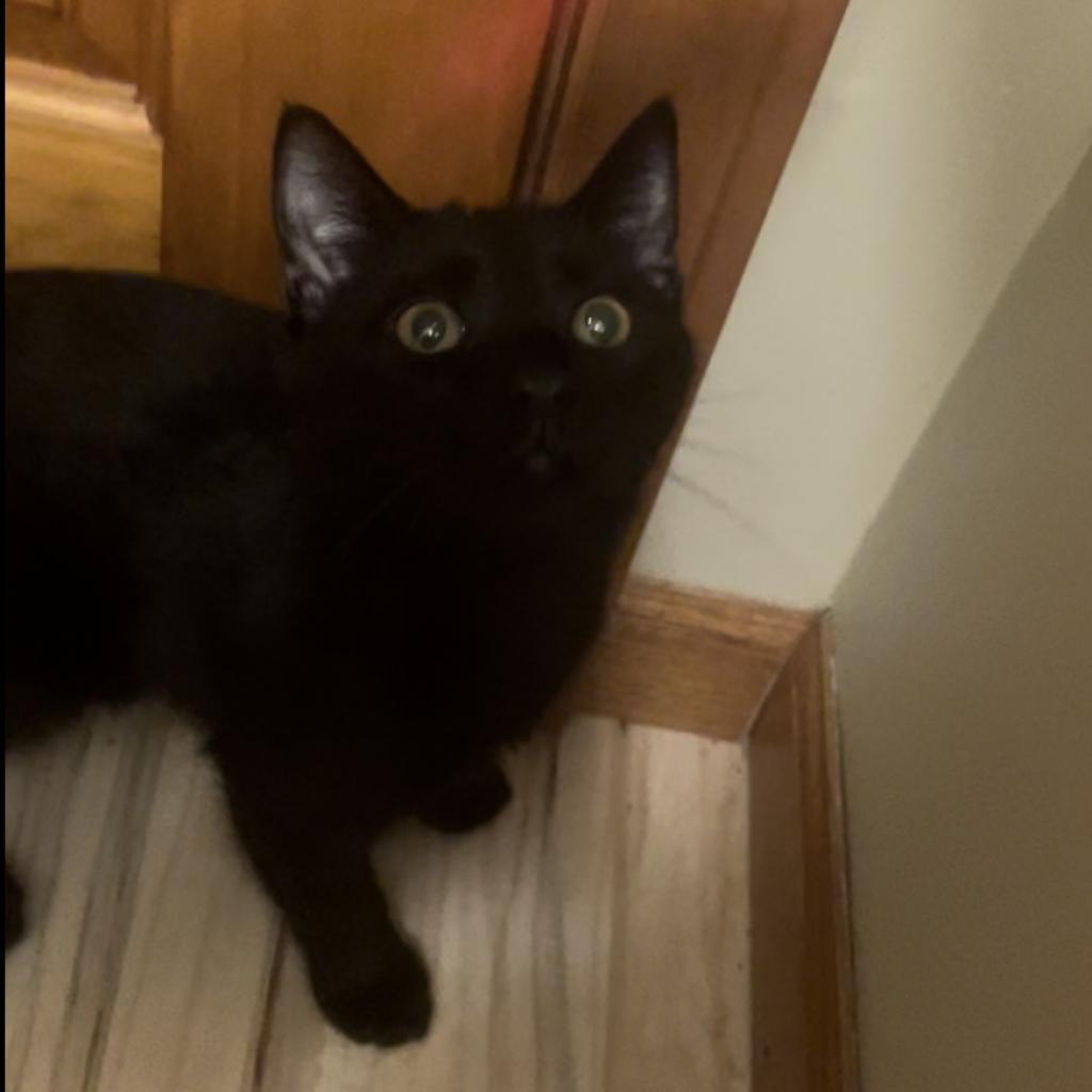 Enlarge Dakota, a Adoptable Domestic Short Hair in Union City, PA image 4/6