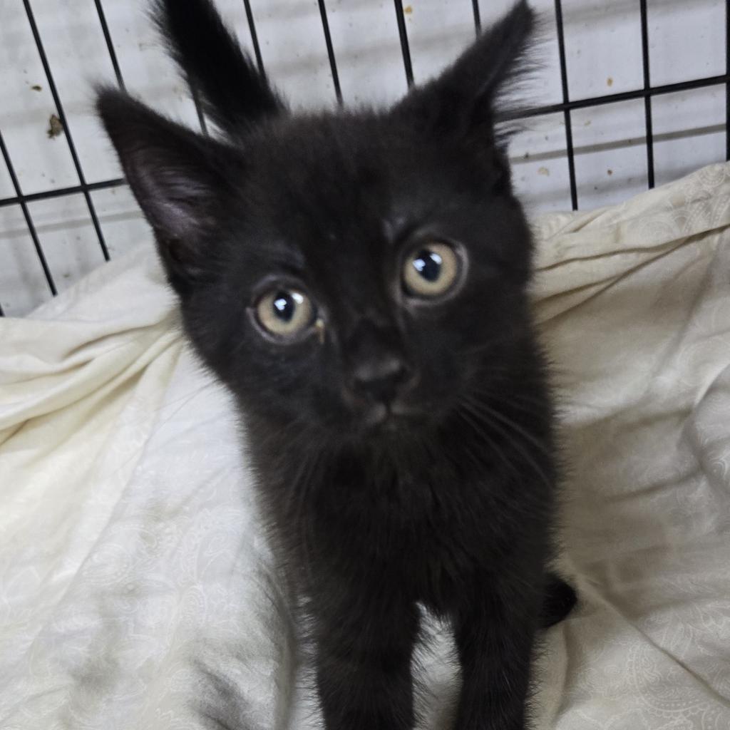 Enlarge Dakota, a Adoptable Domestic Short Hair in Union City, PA image 5/6