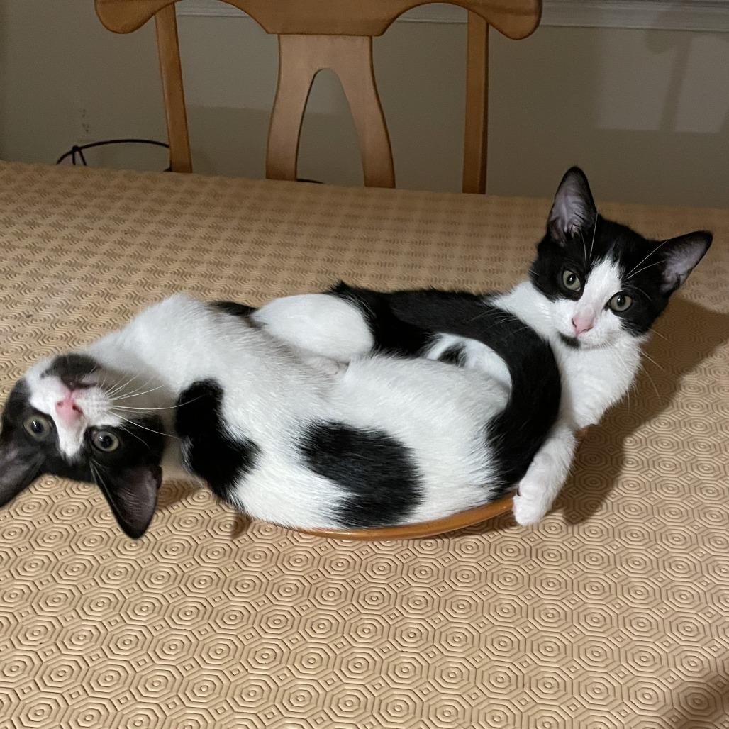 Oregano, Adoptable, Young Male Domestic Short Hair.