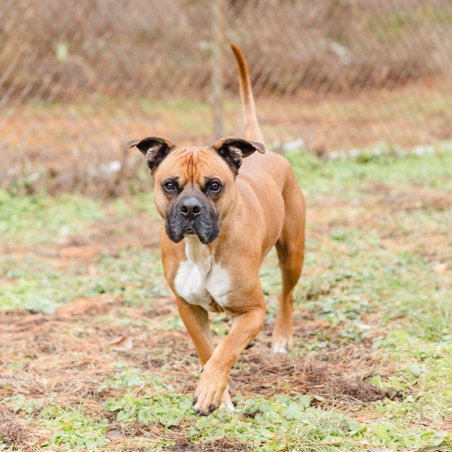 Enlarge Frog, a ADOPTABLE mixed breed in Newburgh, IN image 1/1