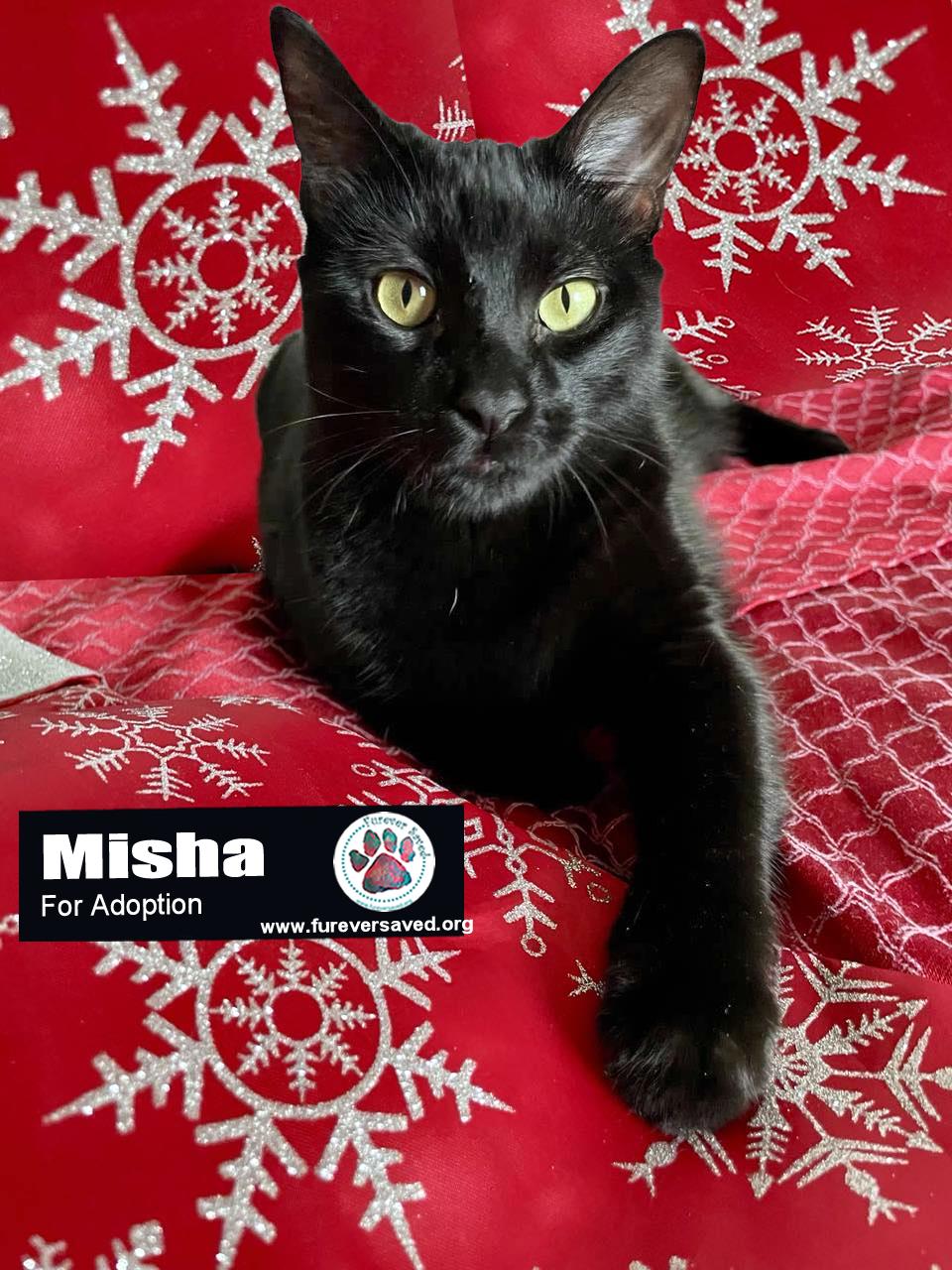 Misha, Adoptable, Young Female Domestic Short Hair.