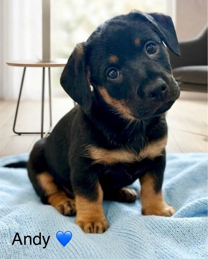 Enlarge Andy, a Adoptable mixed breed in Rockwall, TX image 3/5