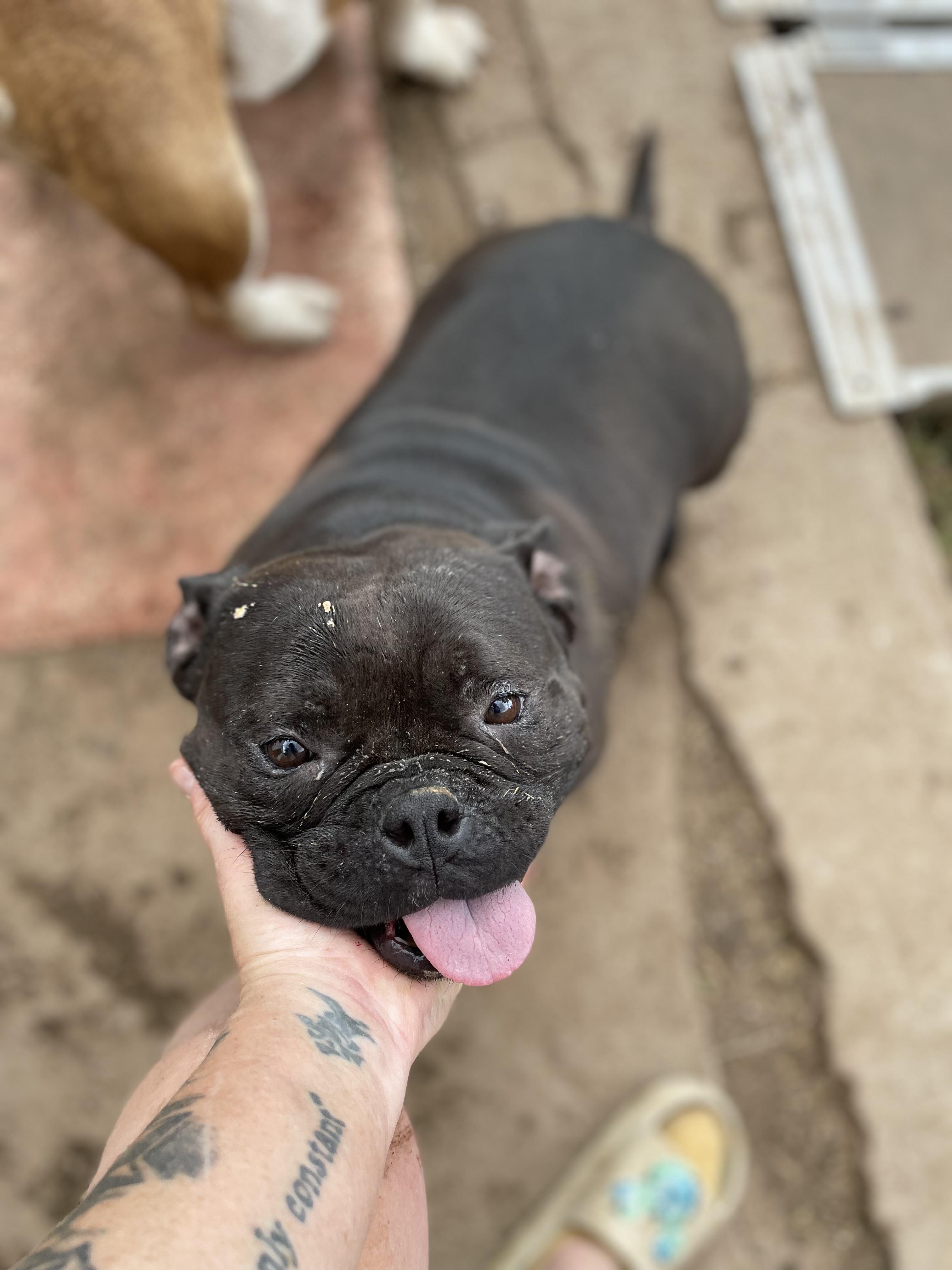 Enlarge Chloe, a Adoptable American Bully in AMARILLO, TX image 3/5