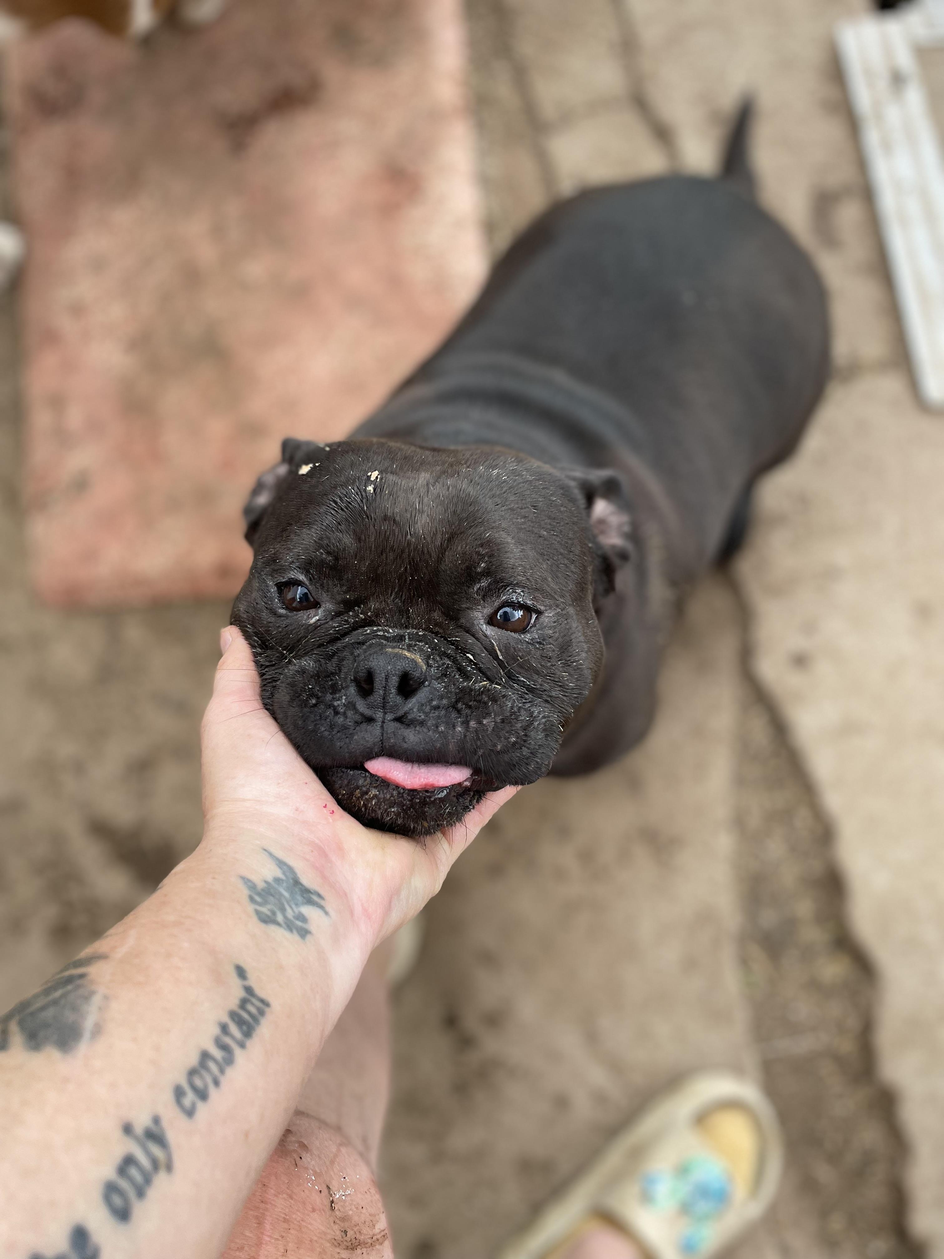 Enlarge Chloe, a Adoptable American Bully in AMARILLO, TX image 2/5