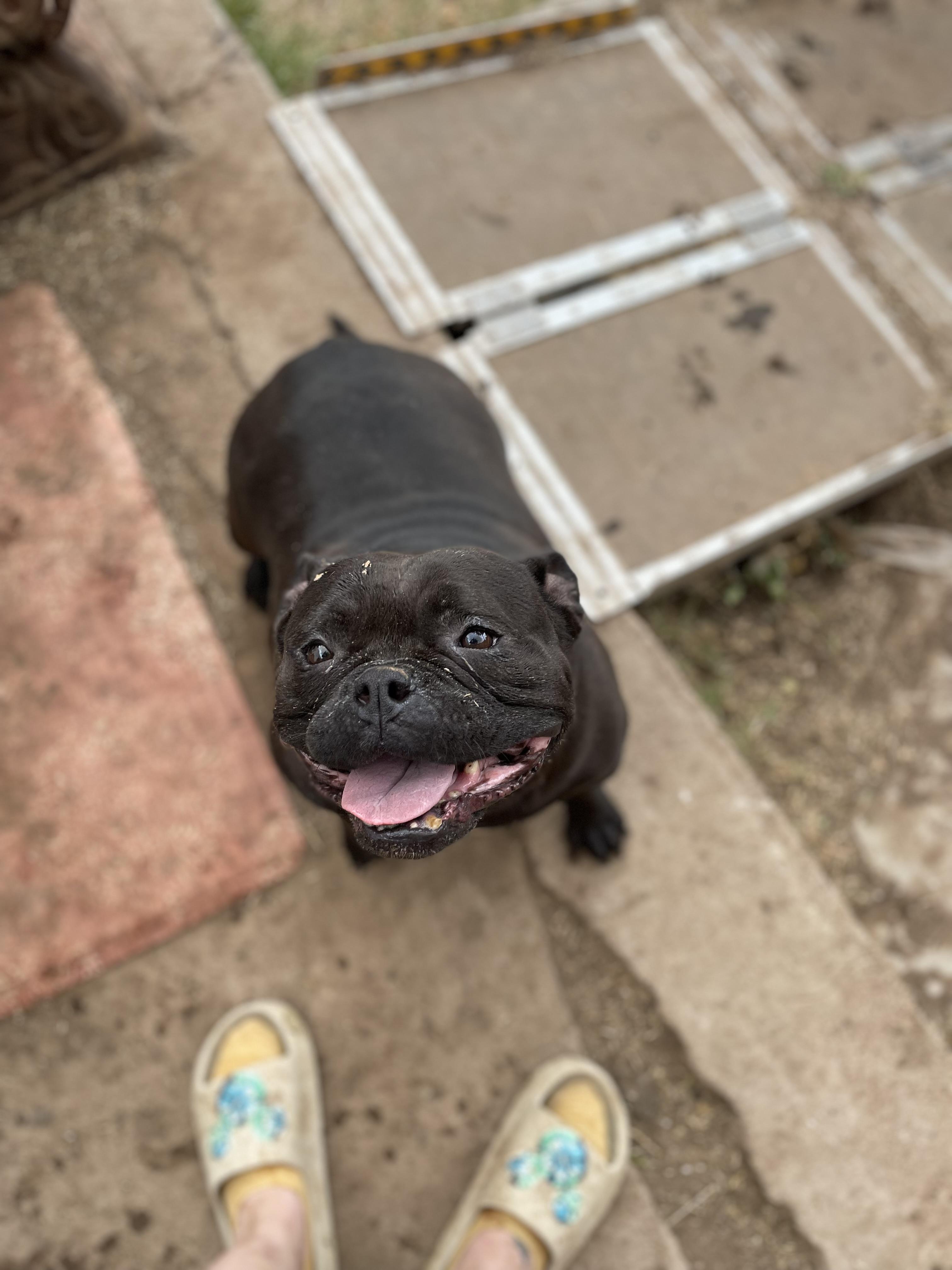 Chloe, Adoptable, Adult Female American Bully.