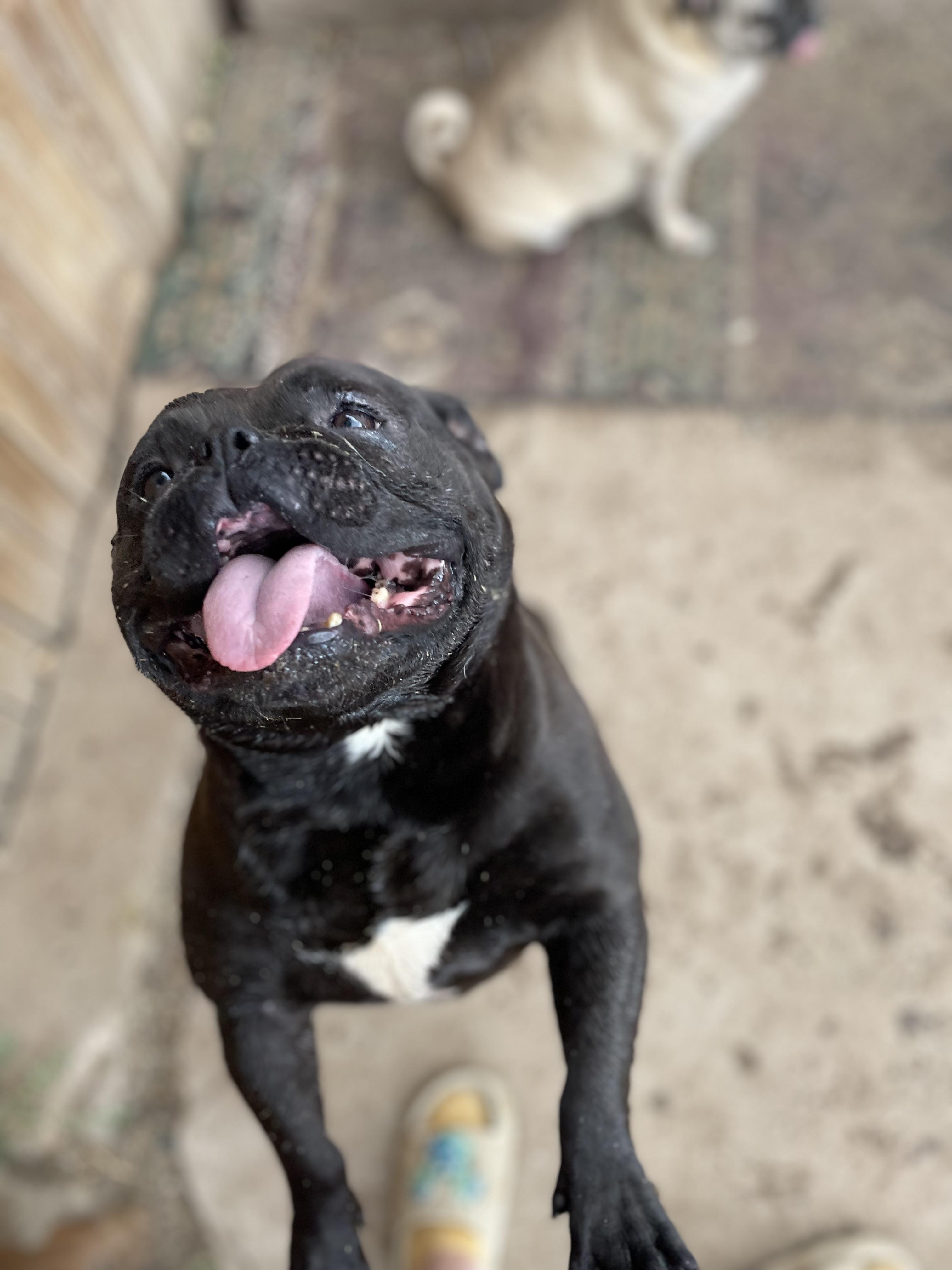 Enlarge Chloe, a Adoptable American Bully in AMARILLO, TX image 5/5