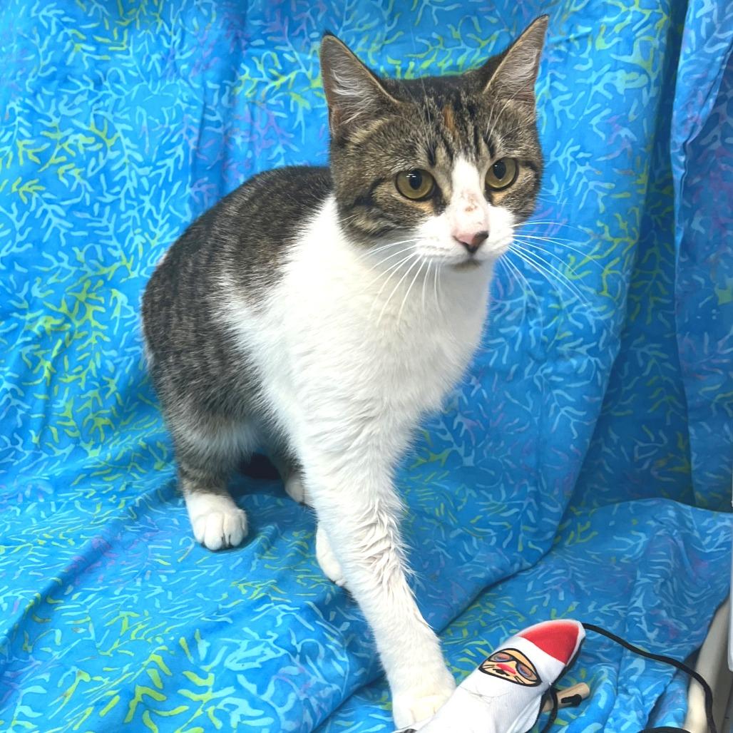 BeBe, a Adoptable Domestic Short Hair in Folsom, LA image 1/3