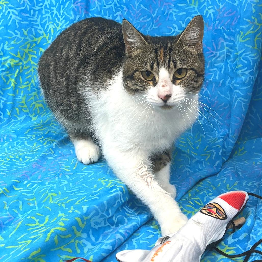 BeBe, a Adoptable Domestic Short Hair in Folsom, LA image 2/3