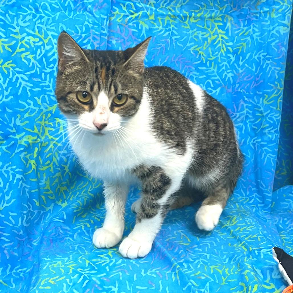 BeBe, a Adoptable Domestic Short Hair in Folsom, LA image 3/3