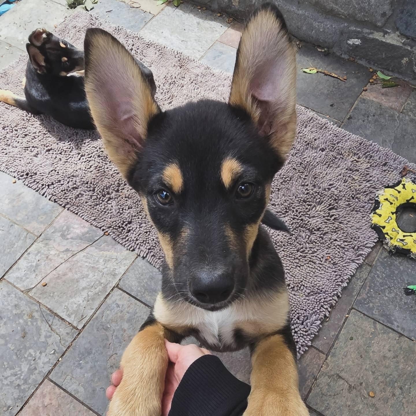 Enlarge Jelly, an adopted mixed breed in San Francisco, CA image 1/5