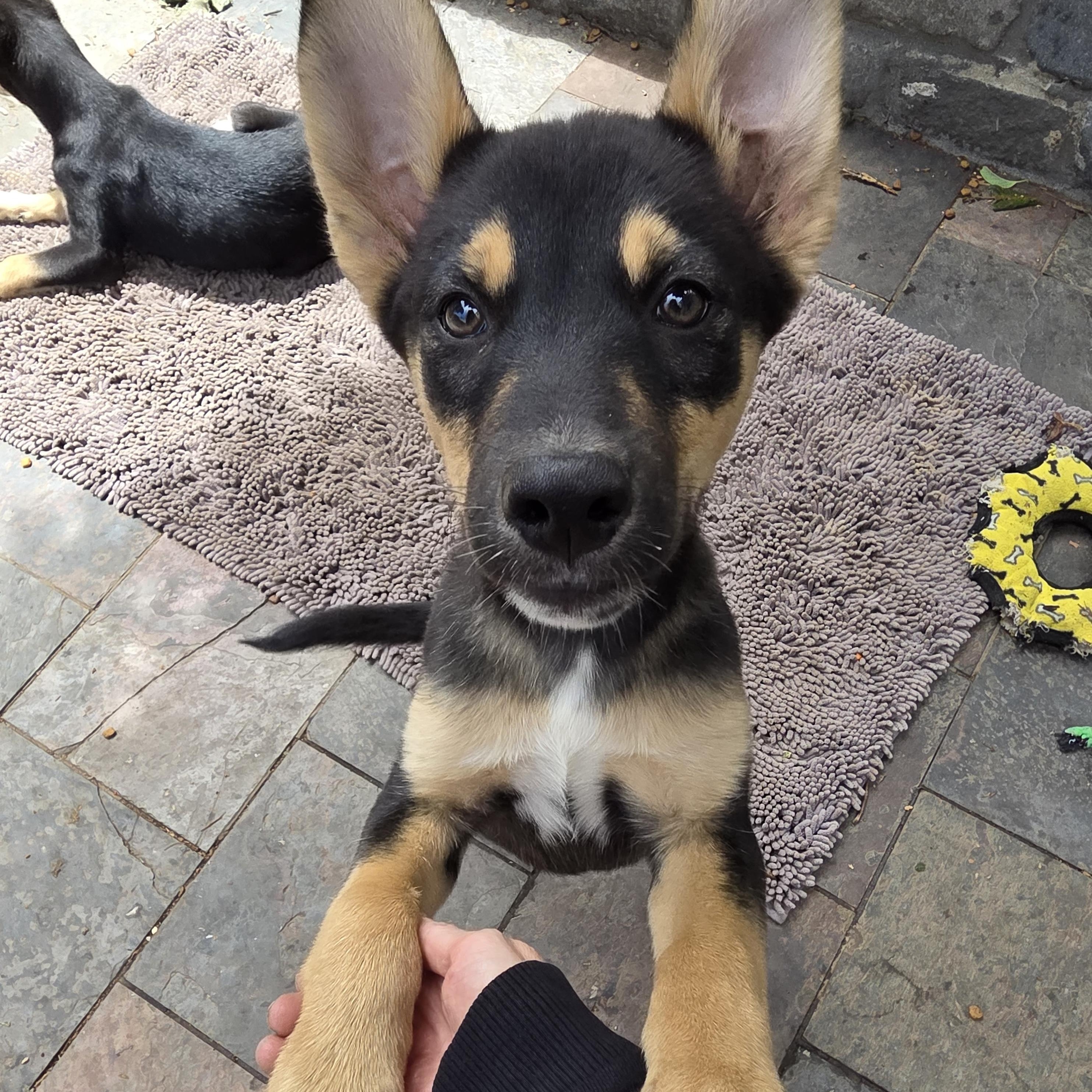 Enlarge Jelly, an adopted mixed breed in San Francisco, CA image 3/5