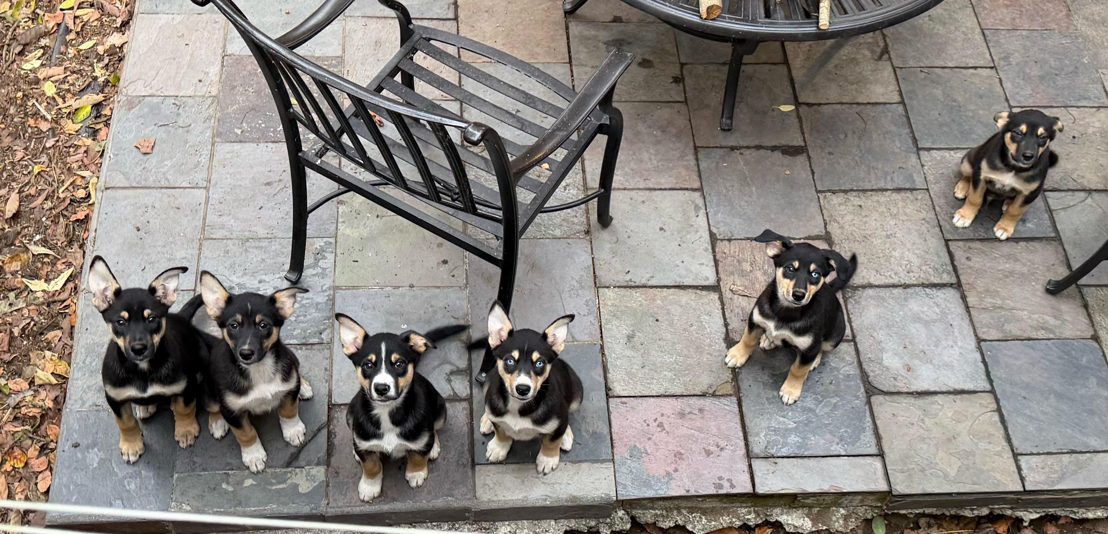 Enlarge Jelly, an adopted mixed breed in San Francisco, CA image 5/5