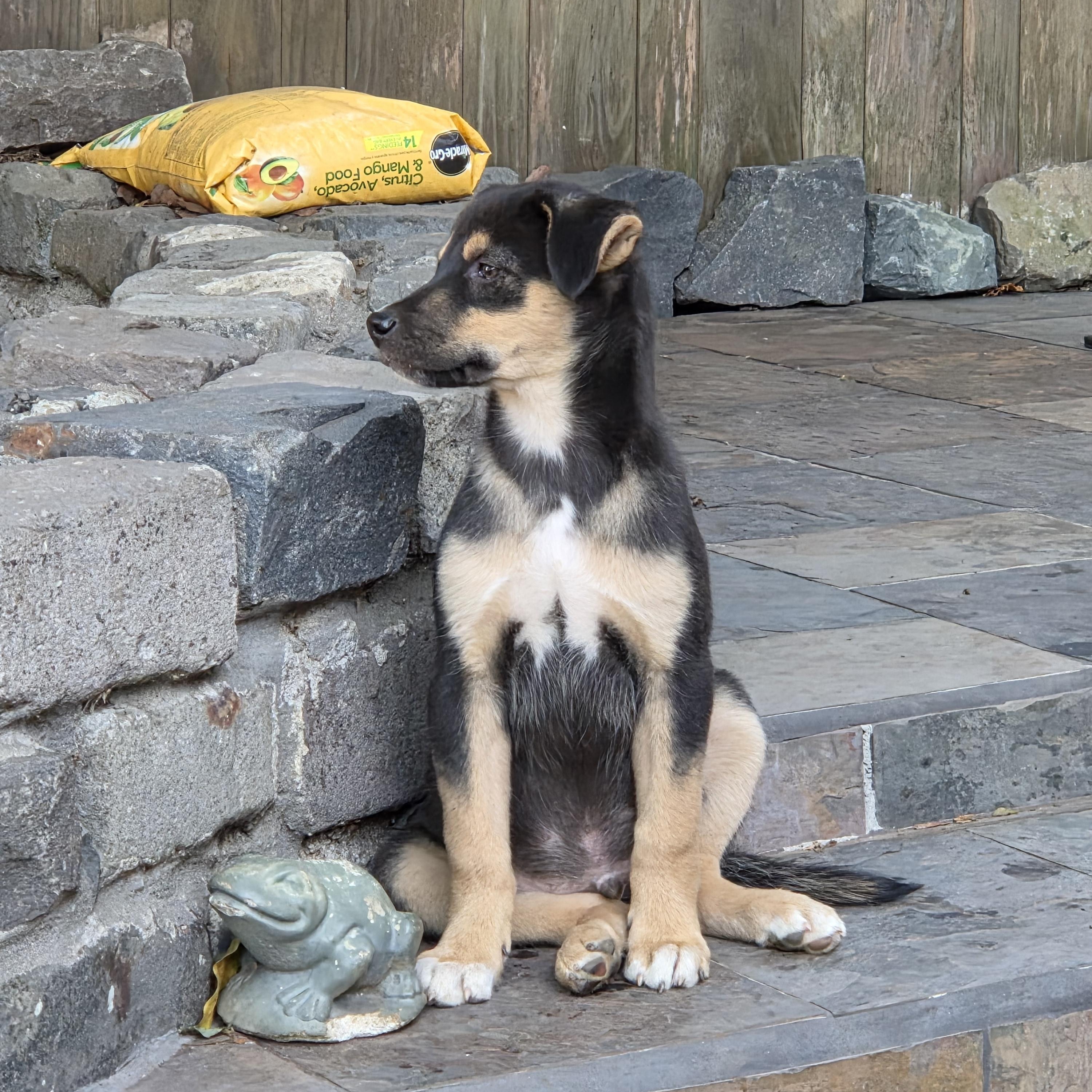 Enlarge Jelly, an adopted mixed breed in San Francisco, CA image 2/5