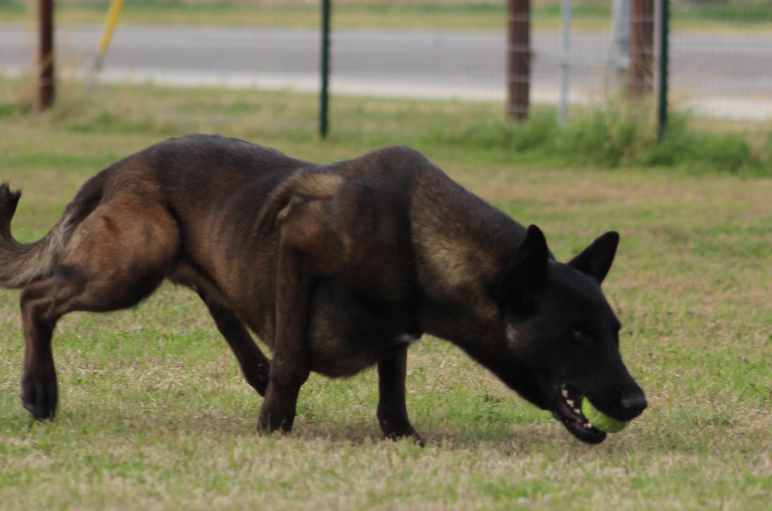 Enlarge Lola, an adopted Belgian Shepherd / Malinois in Temple, TX image 4/6