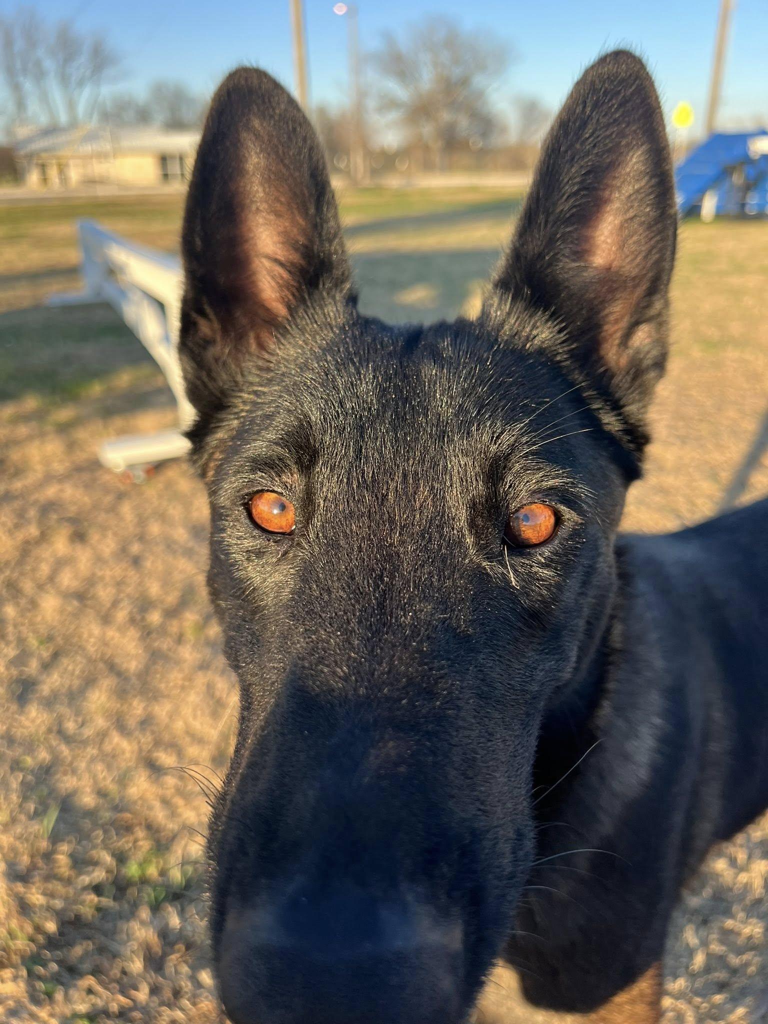 Enlarge Lola, an adopted Belgian Shepherd / Malinois in Temple, TX image 3/6