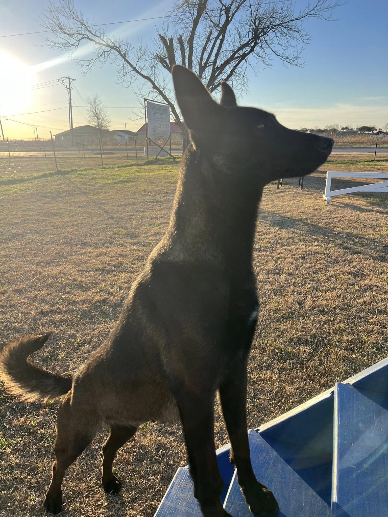 Enlarge Lola, an adopted Belgian Shepherd / Malinois in Temple, TX image 2/6