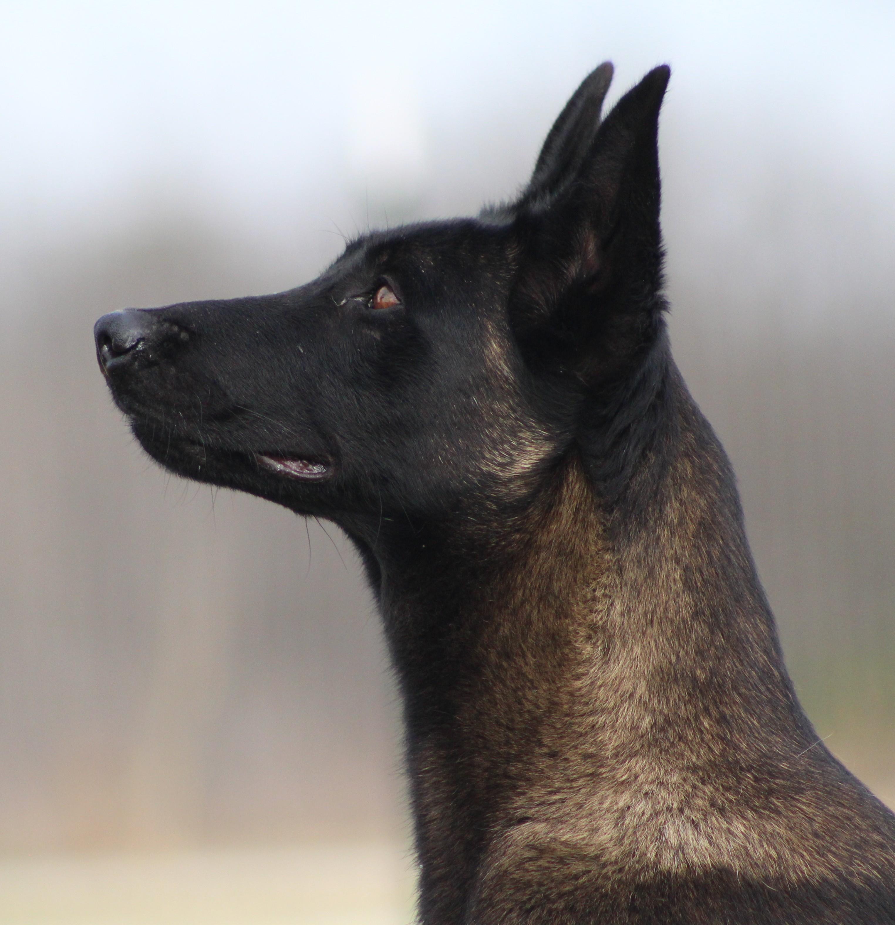 Enlarge Lola, an adopted Belgian Shepherd / Malinois in Temple, TX image 1/6