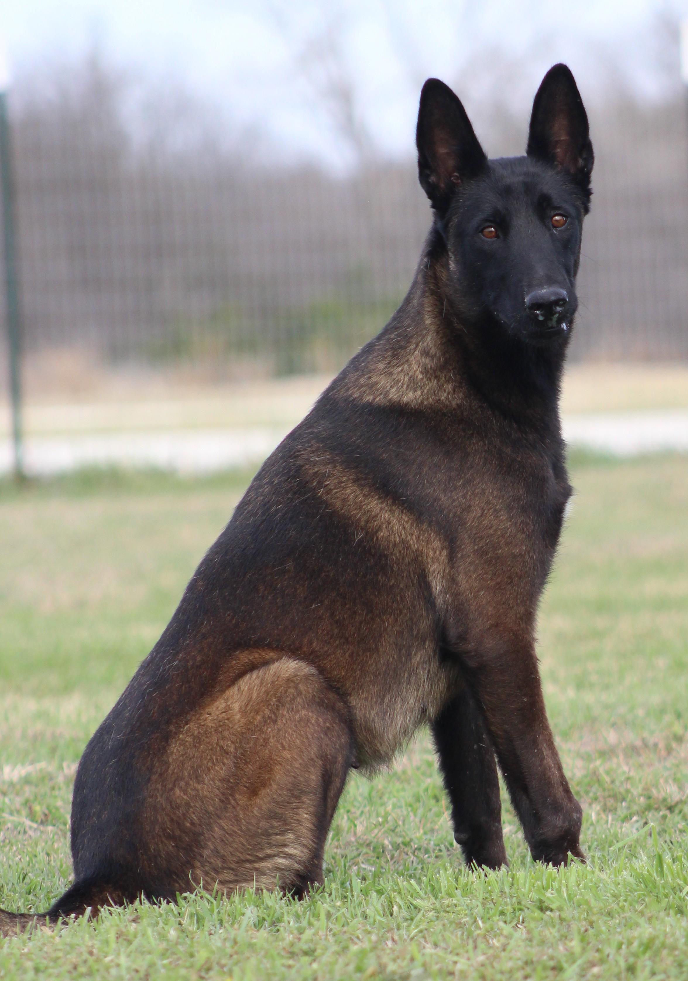 Enlarge Lola, an adopted Belgian Shepherd / Malinois in Temple, TX image 6/6